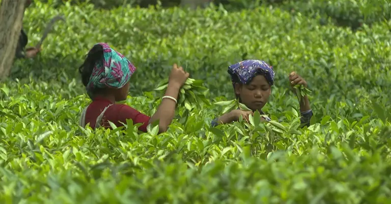 চা পাতা তোলা হচ্ছে